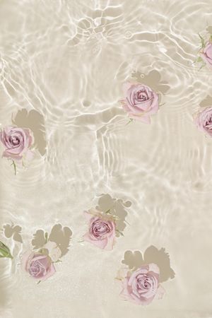 Light pink rose flowers in water