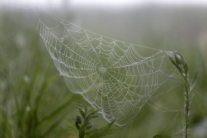 Spider web with dew in McGregor, Minnesota