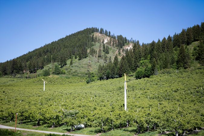 A hillside vineyard along the Columbia River, near Bickleton, Washington