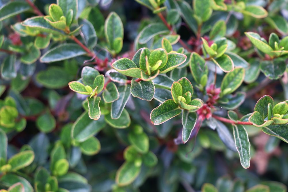 Green foliage in close up in summer garden.