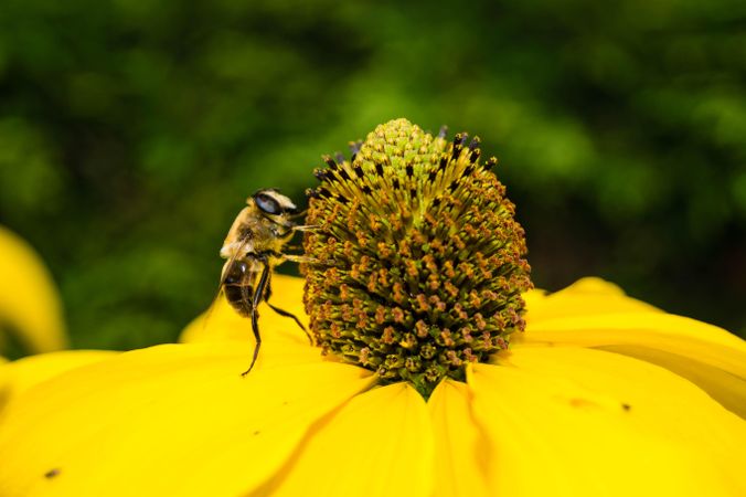 Bee on yellow flower