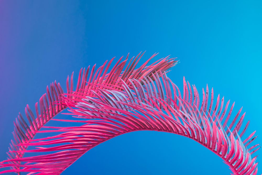 Palm leaves lit in bright pink on a blue background