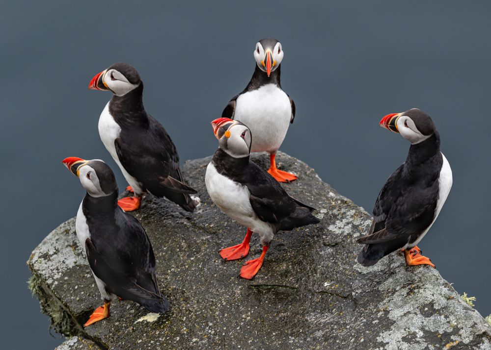 Atlantic puffins on rock