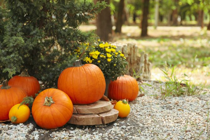 Cozy autumn concept with pumpkins outdoor in the park