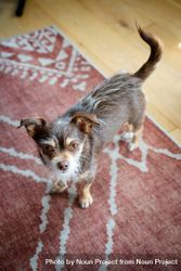 Cute small dog looking up on red rug 42KOyb