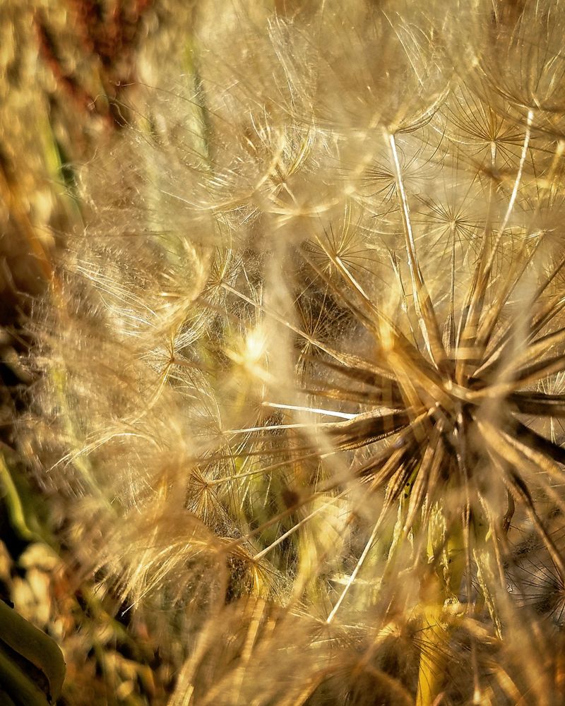 Dandelion in sunlight