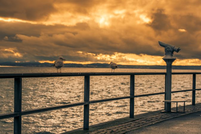 Seagulls on metal railing at sunset