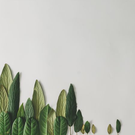 Green leaves in row on light background