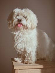 Cute Maltese dog near wall