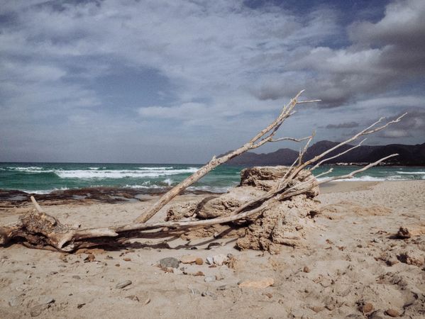 Broken tree branch on beach on a cloudy day