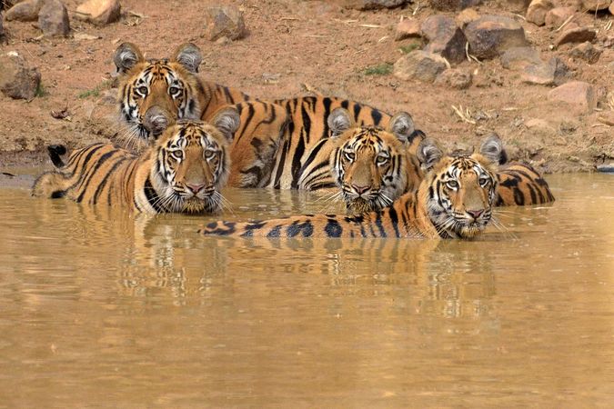 Streak of tigers in lake