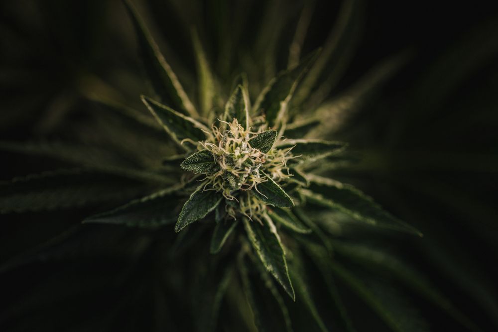 Top view of a marijuana plant