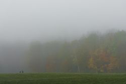 Deer and autumn morning fog in Aitkin County, Minnesota