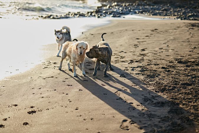 Dogs running near waving sea