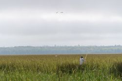 Harvesting wild rice at Rice Lake NWR in Aitkin County, Minnesota
