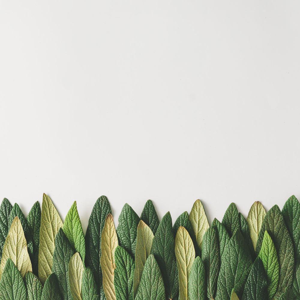 Green leaves in row on light background