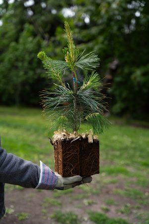 Grafted Tree sapling with roots in a gloved gardening hand
