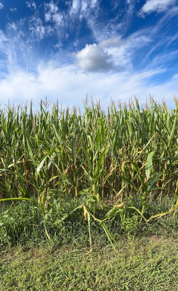 Panoramic view of corn field and sky
