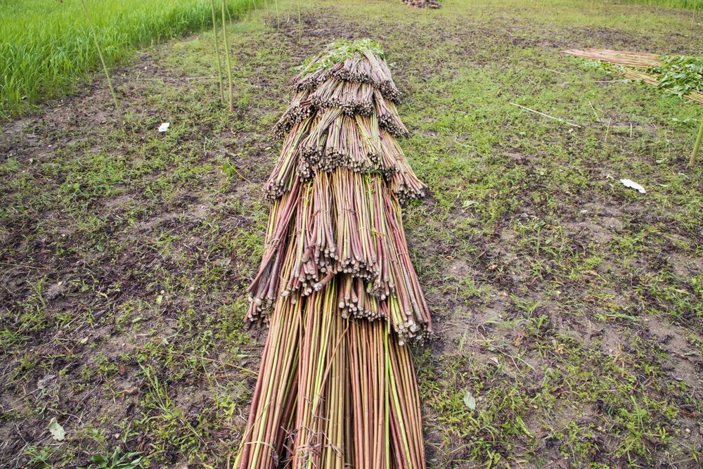 Red Green Raw Jute stacked on Field. This is the Called Golden Fiber in Bangladesh