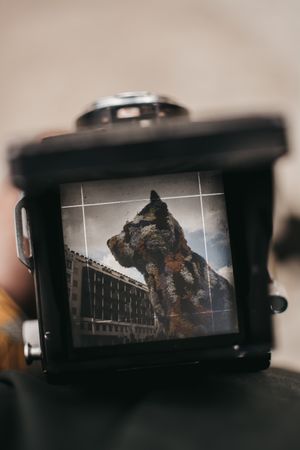 Tourist with shot of flower statue on camera