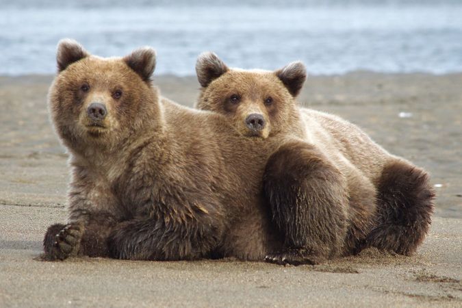 Two younger bears lying on the shore