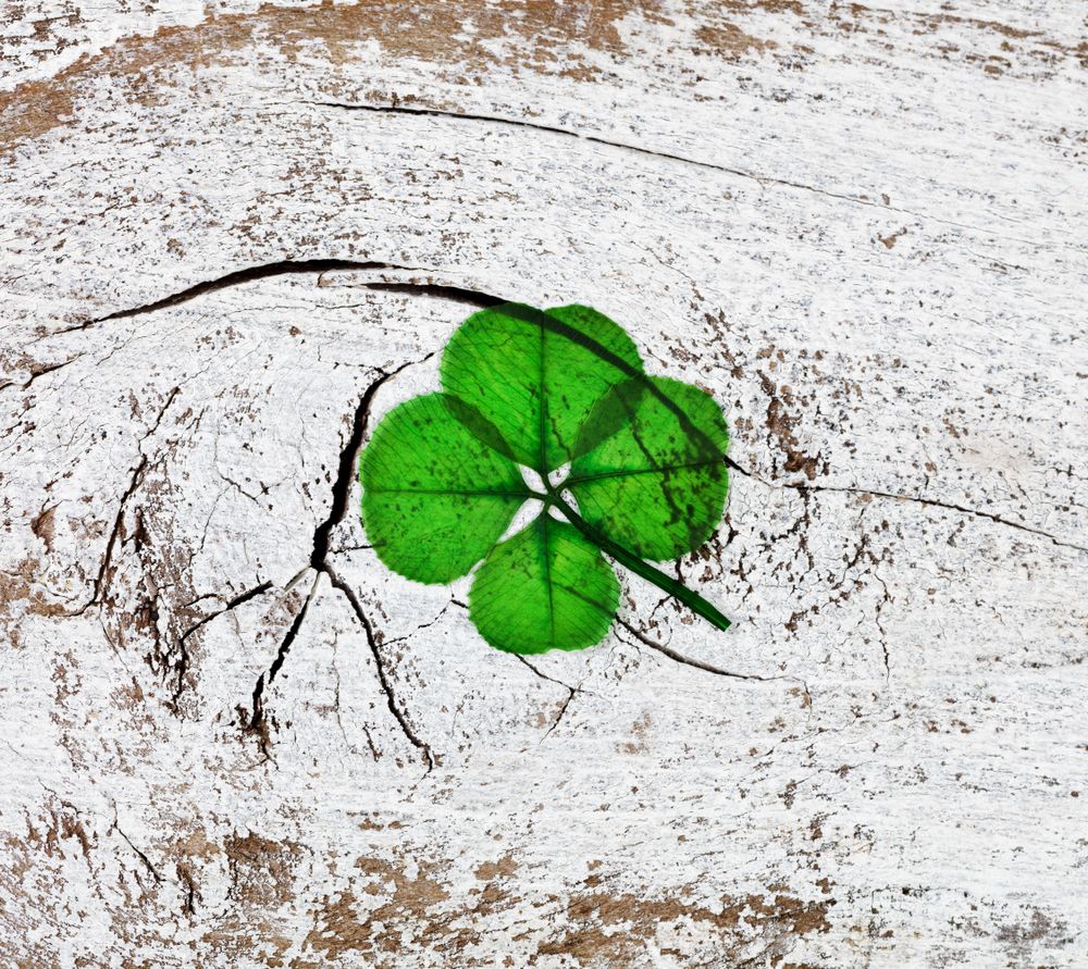Real four leaf clover on rustic wooden background