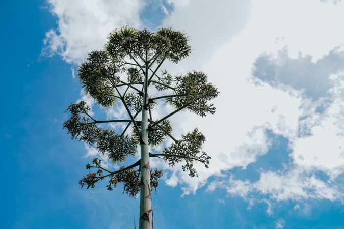 Agave plant flower