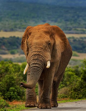 Brown elephant in Addo, South Africa