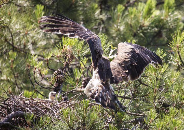 eagle near newborn bird in nest