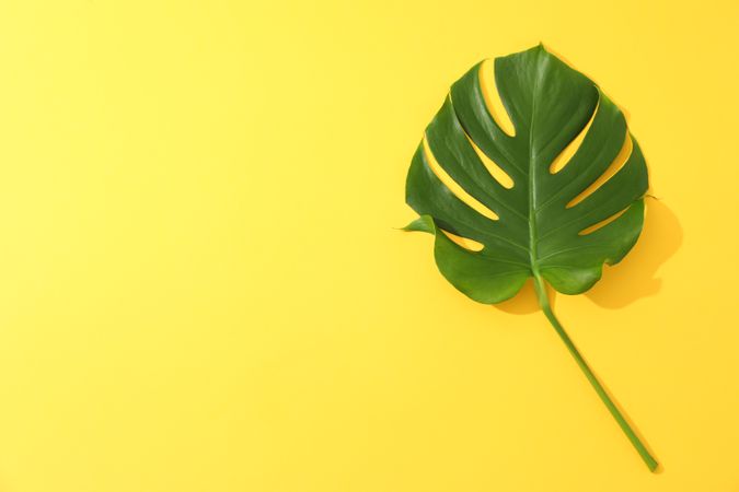 Green monstera on yellow background, space for text