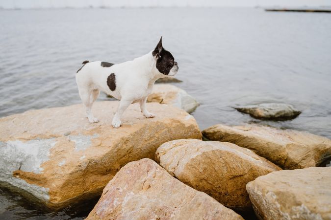 Small dog standing on rocks near sea
