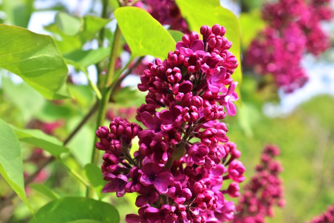 Beautiful flowers in a european garden in different colors