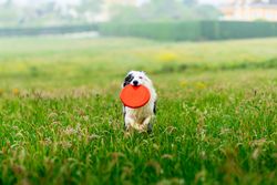 border collie blue merle dog