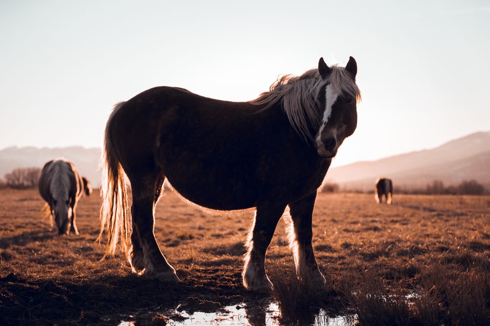 Wild horses pasturing on field near water