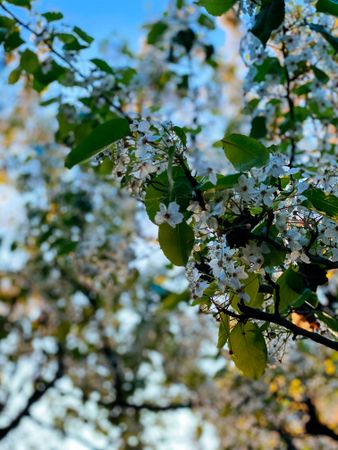 Cluster of ornamental pear tree blossoms with blue sky behind