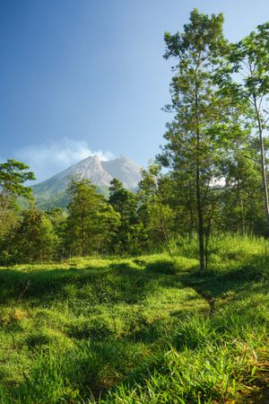 Green forest in the merapi mountains