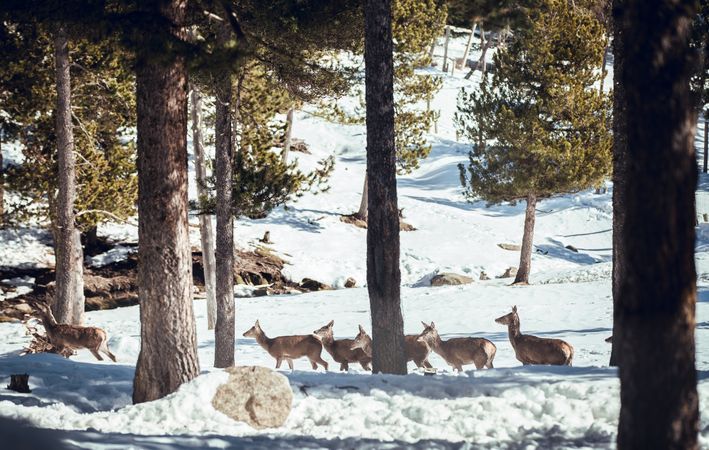 Noble deers near trees between snow