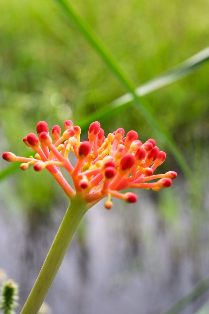 vibrant flower of Jatropha multifida