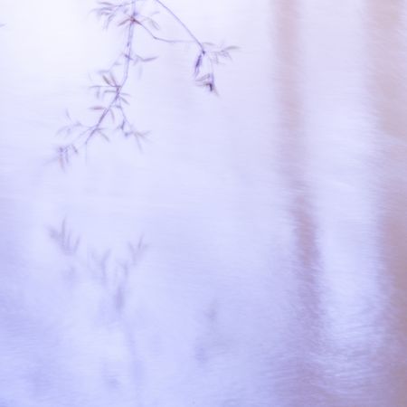 Blurred trees in green forest