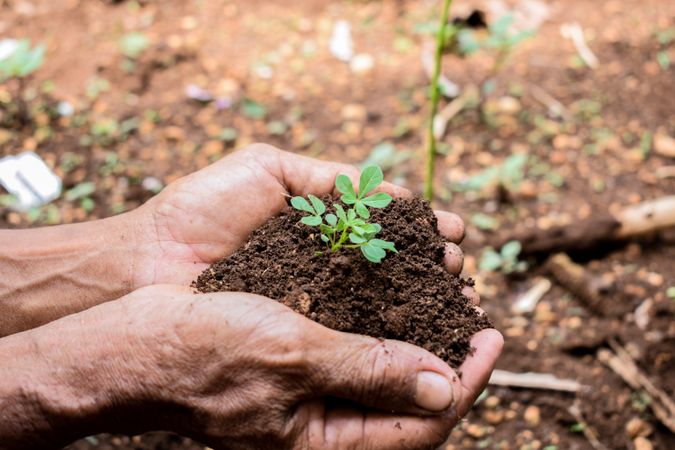 Side view of hands holding soil with young plant in garden