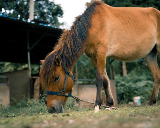Horse eating from ground outdoor