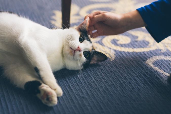 Crop hand touching cat