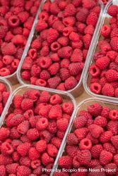 Red raspberry in plastic container 4BrvM4