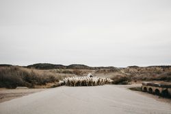 Sheep walking on the road