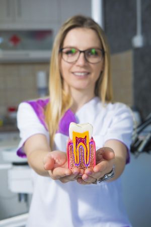 Smiling blonde dentist in glasses holding out a plastic anatomical model of tooth