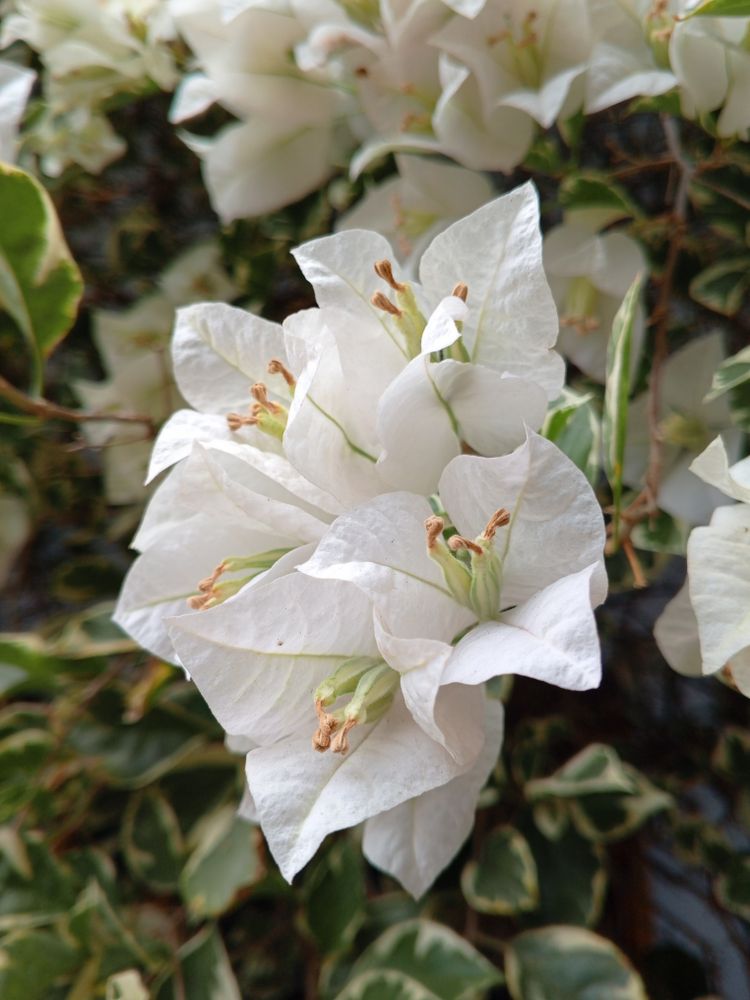 Flowers resembling paper that blooming