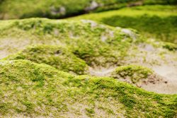 Stony hill covered with moss