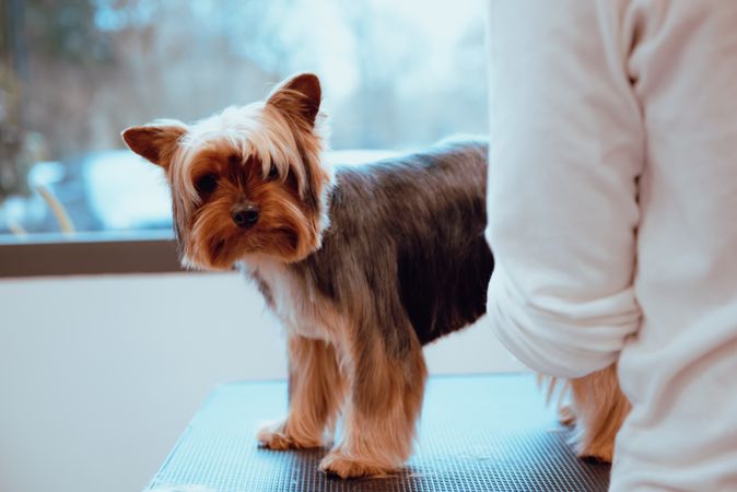 Crop groomer trimming fur of little dog