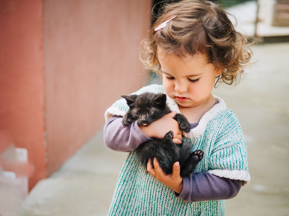 cute little girl holding a pussycat