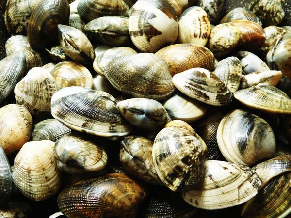 clam texture